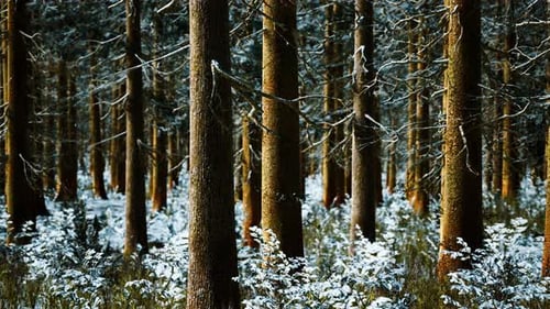 Coniferous Forest Illuminated By the Winter Morning Sun