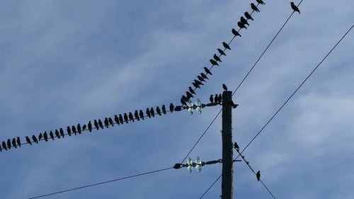 Flock of Birds on a Telephone Wire