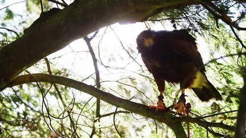 Falcon eagle perching on tree branch