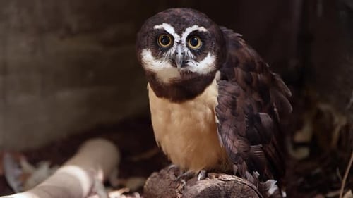 Brilleneule bewegt langsam ihren Kopf, während sie starrt