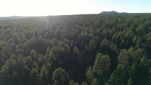 Aerial view of trees in the sunlight