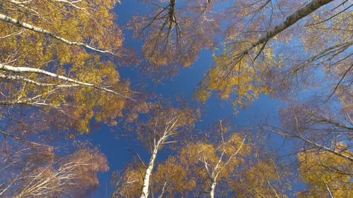 Autumn 4K