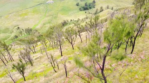 Aerial Forest on the hill