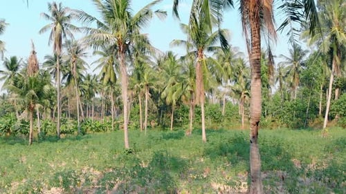 Palm Tree Trunks with Long Leaves Green Grass on Ground