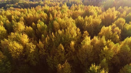 Colorful Autumn Forest Wood
