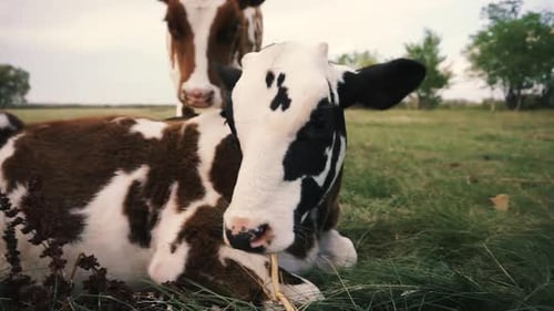Close up of young calf sitting in field with other cattle around it.