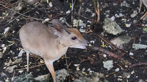 Forest Mini Antelope Duker Royal Antelope Tiniest Antelope at Zoo Zanzibar