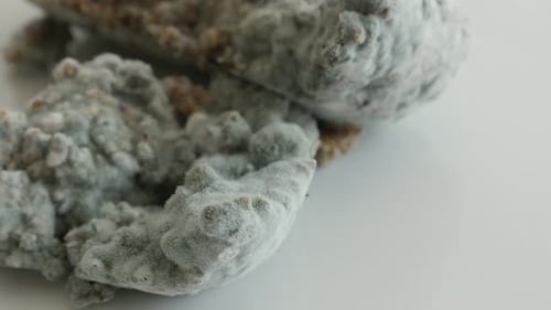 Rotten food with hyphae fungus close-up 4K 2160p 30fps UltraHD tilting footage - Slow tilt on moul