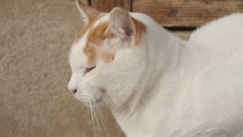 Weiße Hauskatzen machen ein Nickerchen im Hof 4K 2160p 30fps UltraHD-Aufnahmen - Felis silvestris catus do