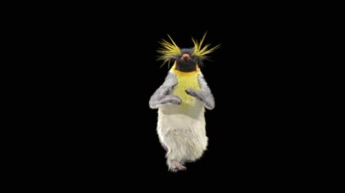 Dancing Macaroni Penguin Character Animation Alpha Channel