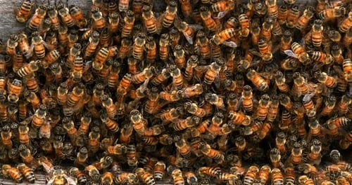 |European Honey Bee, apis mellifera, bees grazing on the hive entrance, Bee Hive in Normandy