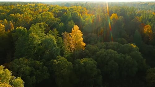 Vôo calmo através da floresta de outono durante a bela noite do pôr do sol