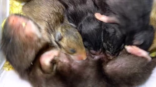 Ein schwarzer weiblicher Hamster füttert ihre Jungen