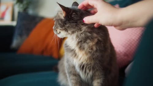 Hand Pets a Fluffy Gray Tabby Cat Indoors