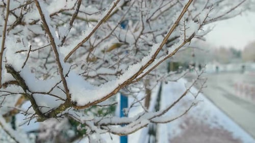 Schnee auf Ast