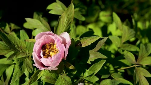 Bees Pollinating a Pink Peony Flower in Sunlight