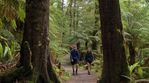 Static, hikers walk towards camera between two large trees, Fiordland New Zealand
