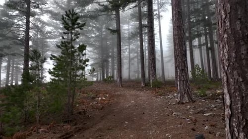 Misty Forest Mysterious Place areial view 4 K