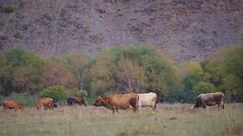 Cows Graze Peacefully in a Mountain Pasture