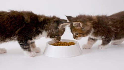 Two Fluffy Kittens Eating from Bowl