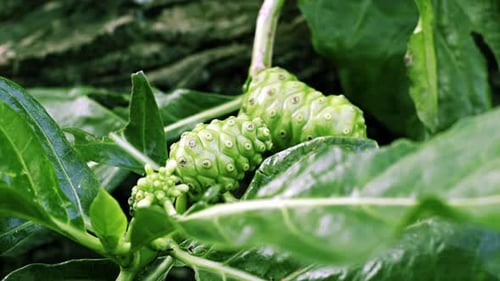 Noni-Fruchtplantage