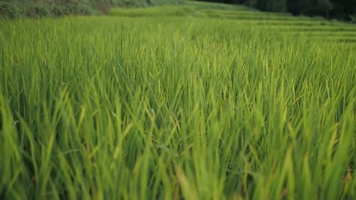 Rice