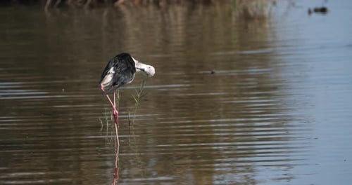 Black-winged stilt,(Himantopus himantopus), Camargue, France