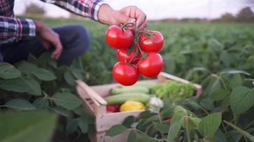Farmer Holding Fresh Red Tomatoes