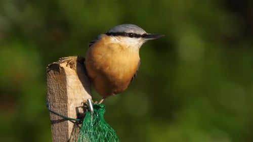 Sittelle eurasienne ou sittelle des bois (Sitta europaea) mangeant sur une mangeoire à oiseaux