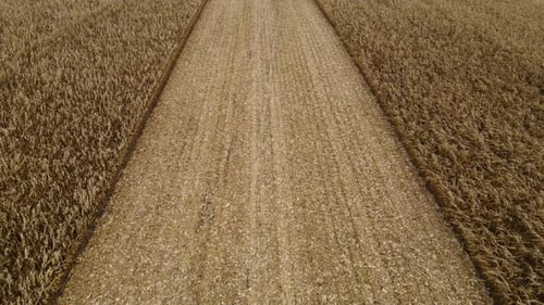 Harvesting Corn in the Autumn Field