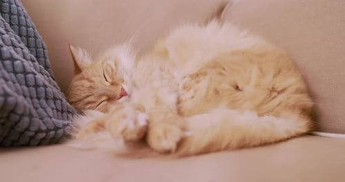 Red Fluffy Cat Sleeping Peacefully on Couch