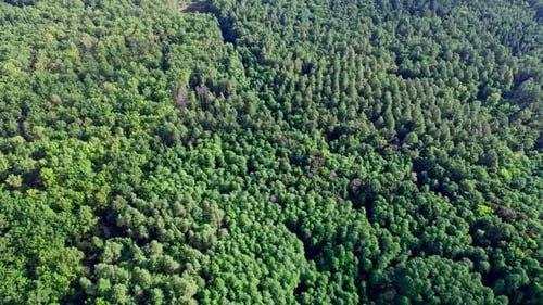 Trees Top View Forest Background
