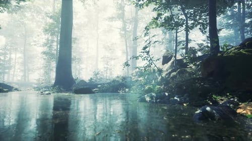 Forest with Pond and Mist with Sunrays