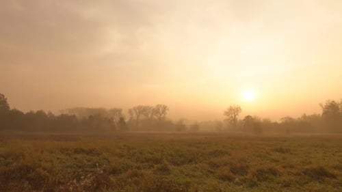 Misty Field at Sunrise with Golden Light