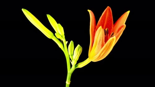 Orange Flower Blooming in Time-Lapse