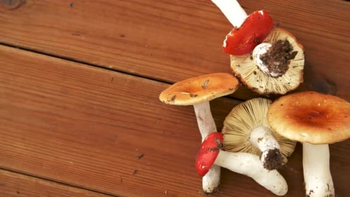 Vibrant Mushrooms Displayed on Rustic Wooden Table
