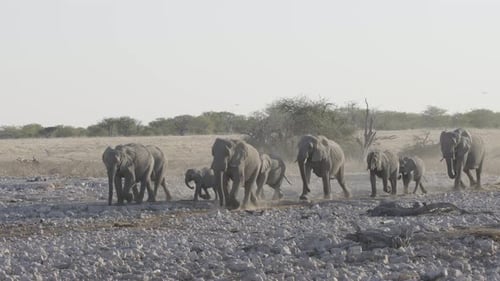 Elephants Walk Across Arid Desert Landscape