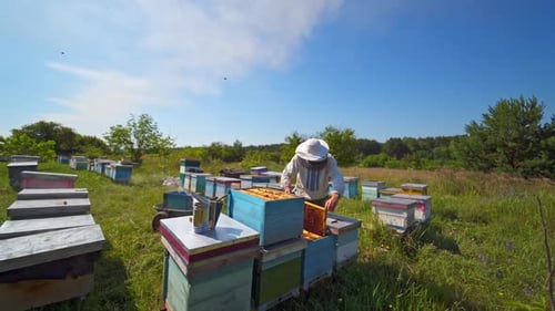 Beekeeper Inspecting Honey Frames in a Rural Field