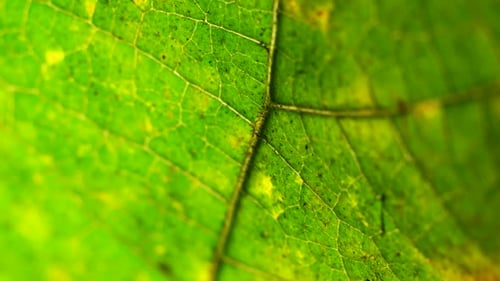 Green Leaf Analysis