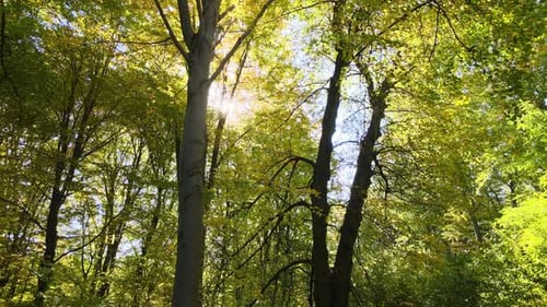 Beautiful Scenery with Light Rays Shining Through Bright Green Woods with Lush Trees in Autumn