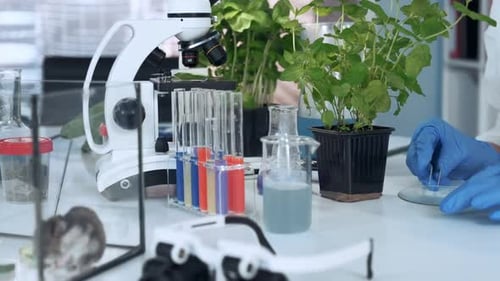 Close-up of Scientist Hands Putting the Organic Material on Petri Dish with Surgical Pincers