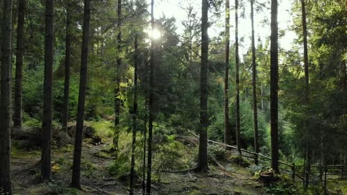 Suivi des forêts, soleil, bois magique, forêt sauvage