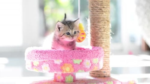 Gatinho persa fofo brincando na Cat Tower