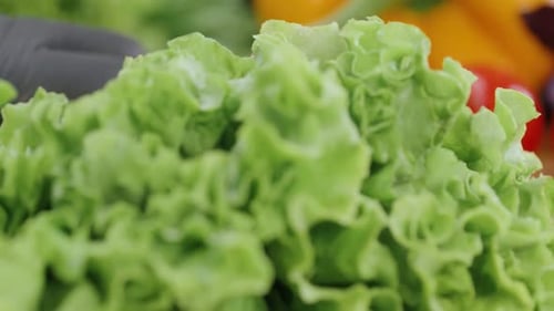Fresh Green Lettuce and Colorful Peppers Close Up