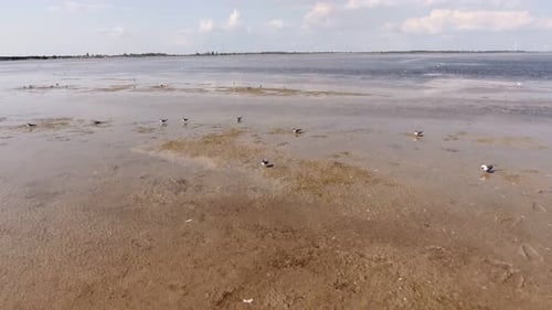 Aerial Shot of Sandy Shoal Water at the Black Sea Coast on a Sunny Day in Summer