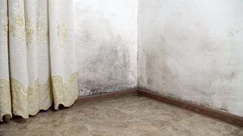 Mold in the house. Black mold on the walls.