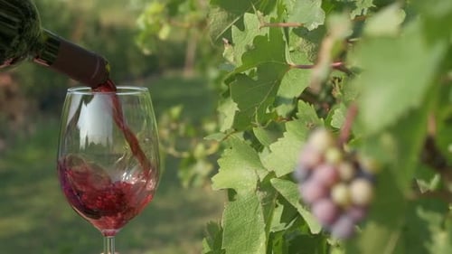 Rotwein in die Weinberge der Weinberge gießen in Zeitlupe
