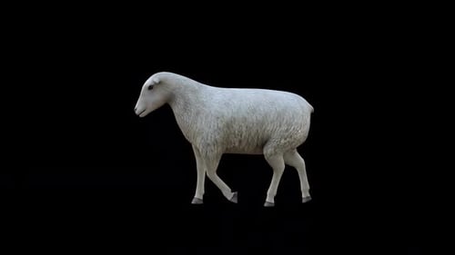 Sheep Walk Blick von der Seite