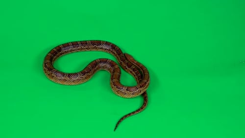 Coronella Brown Snake Crawling auf Greenscreen im Studio. Nahaufnahme