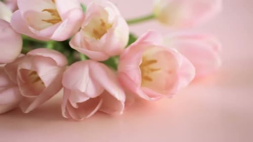 Elegant Pink Tulips Bouquet Close Up Slow Pan